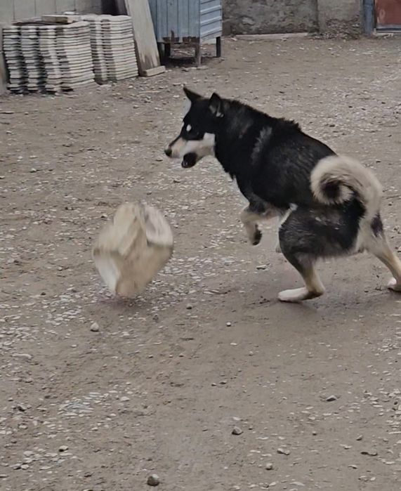 Продаётся лайка ...