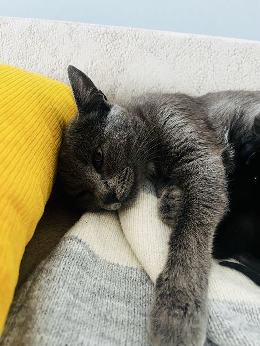 Очень добрая кошечка