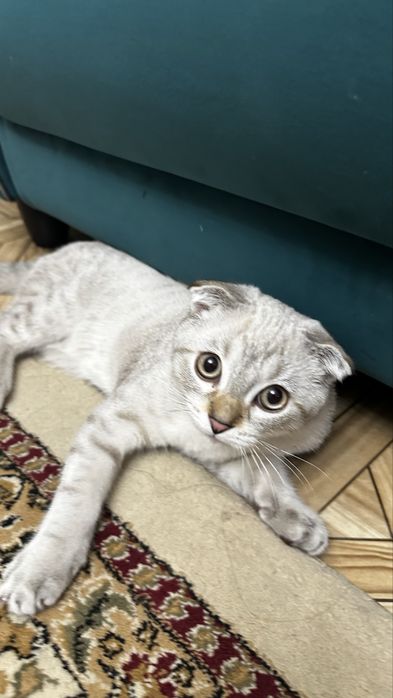 Шотландские вислоухие *скоттиш-фолд*