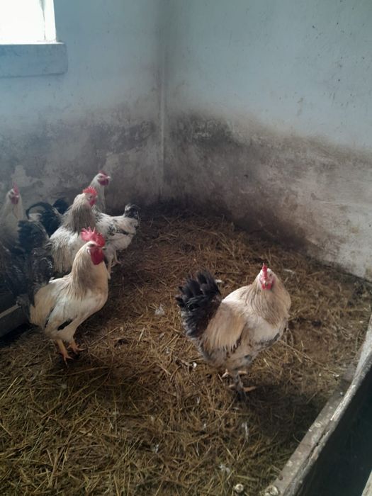 Продам курей,петушков
