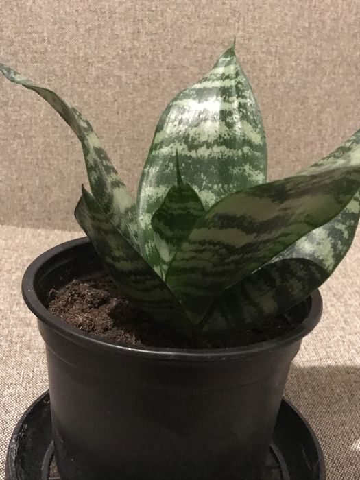 Синсевиера Хани. и Сингониум