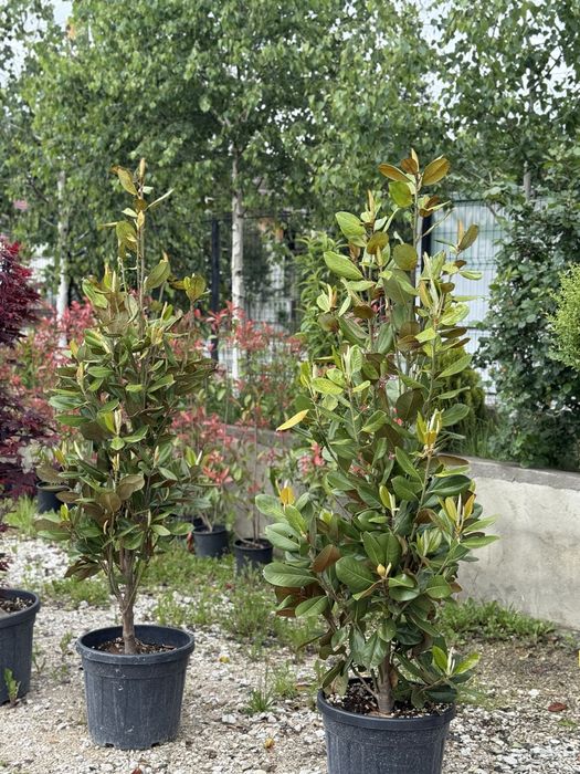 Vand plante ornamentale artar japonez/cedru/magnolia grandi flora/phot