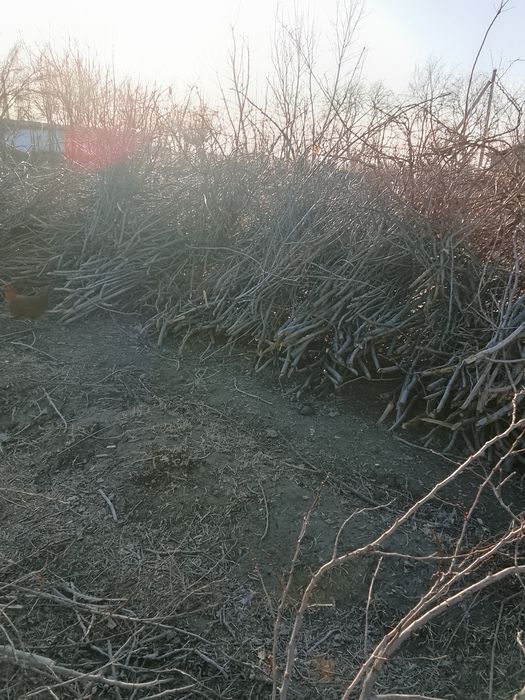 Шох сотилади меваника