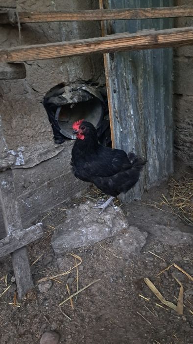 Доминант черный Д-109
[31.03,