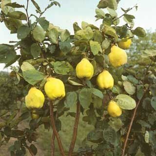 Pomi Fructiferi Columnari (GUTUI )