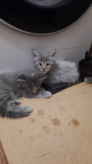 продам котёнка Мейн Кун