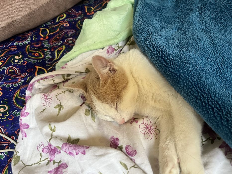 Кошка ищет кота