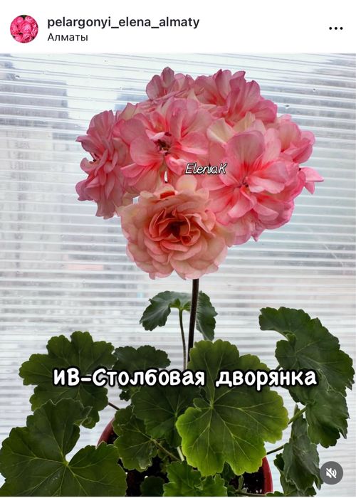 Пеларгония цветущие кустики