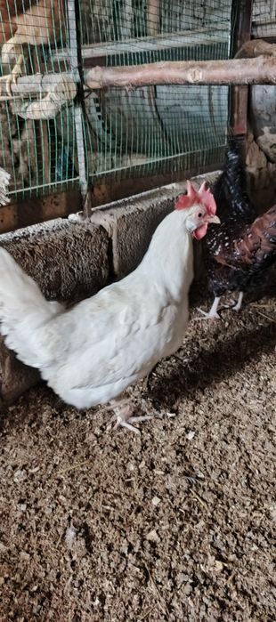 Leggorn oq tovula sotiladi