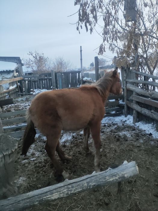 Продам кобылку писать на ватсап