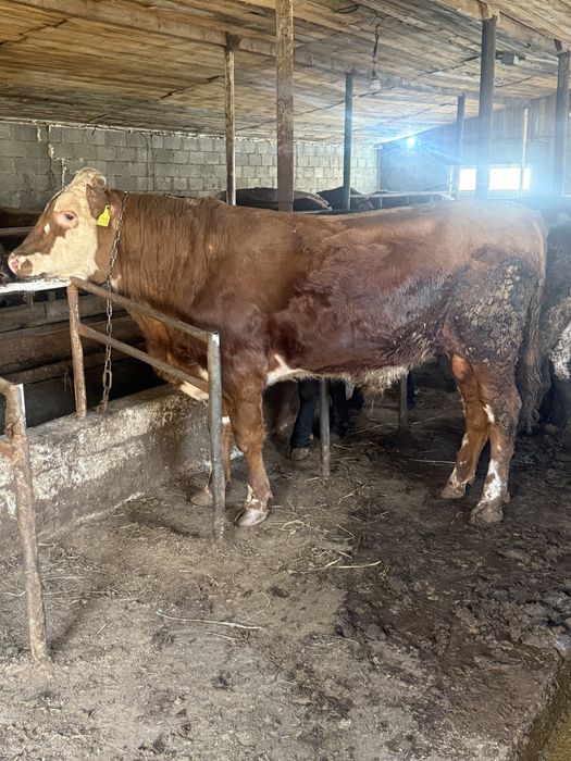 Продам 15 быков с откорма