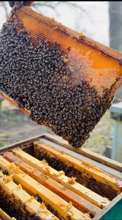 Familii de albine de vânzare – stupi cu albine, colonii puternice