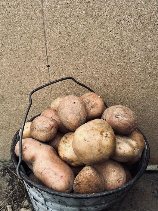 Картошка домашняя