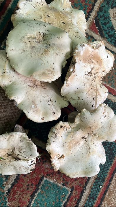 Грыбы сини ножки