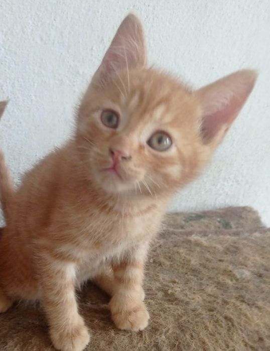 Бесплатно котёнка