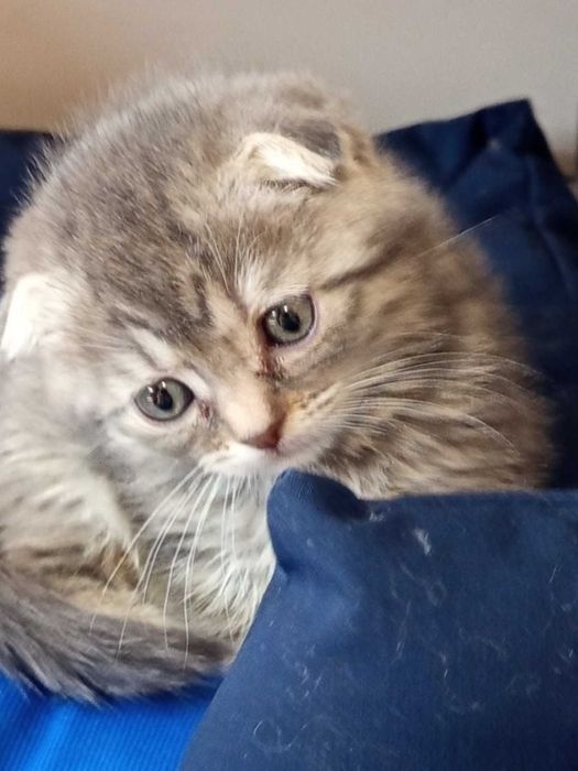Шотландски клепоухи котенца
