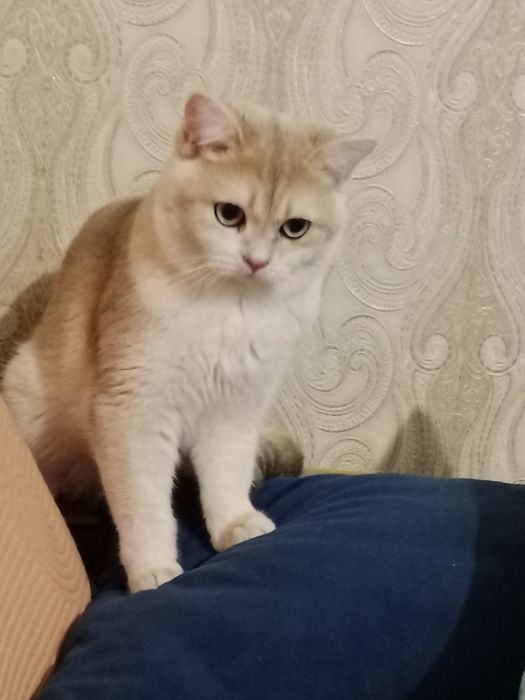 Британский кот Голубое золото.