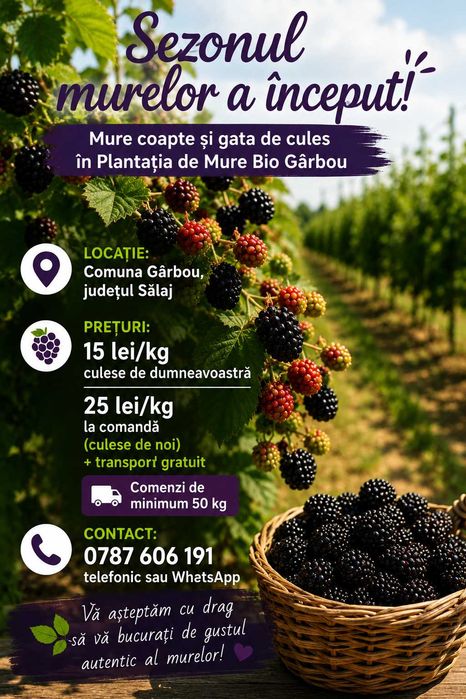 Plantația de Mure Bio Gârbou
