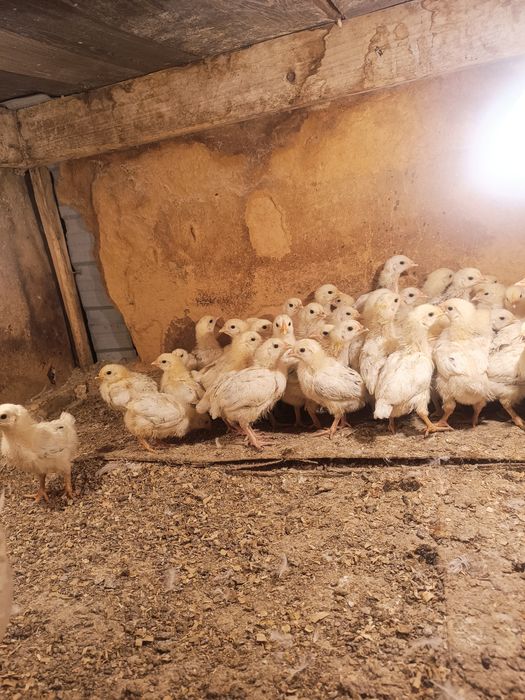 Шожектер сатылады Адлер