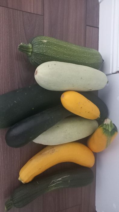 Продам  кабачки домашние