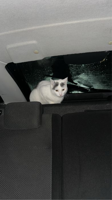 Отдам кота в добрые руки