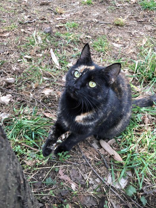 Tortie, pisicuta sterilizata pentru adoptie