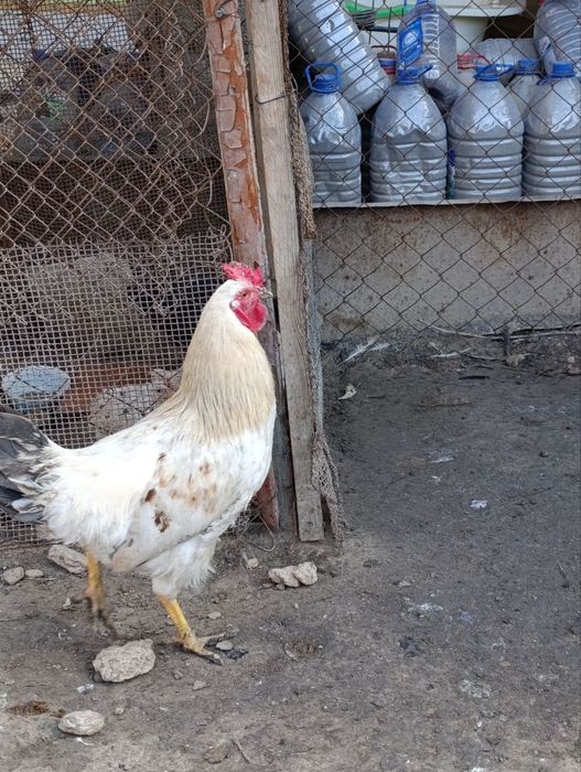 Продаются молодые петушки