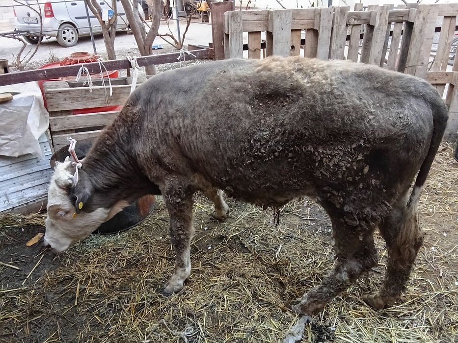 Продам бычок годовалый