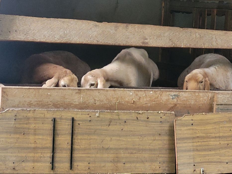 Арашан кучкор солулар