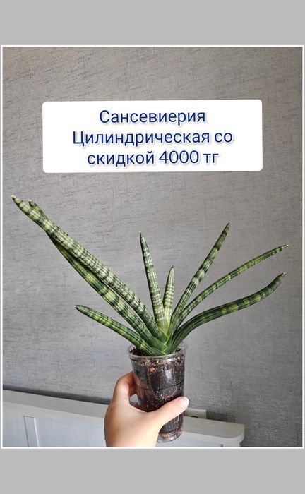 Гастерия суккуленты комнатные цветы