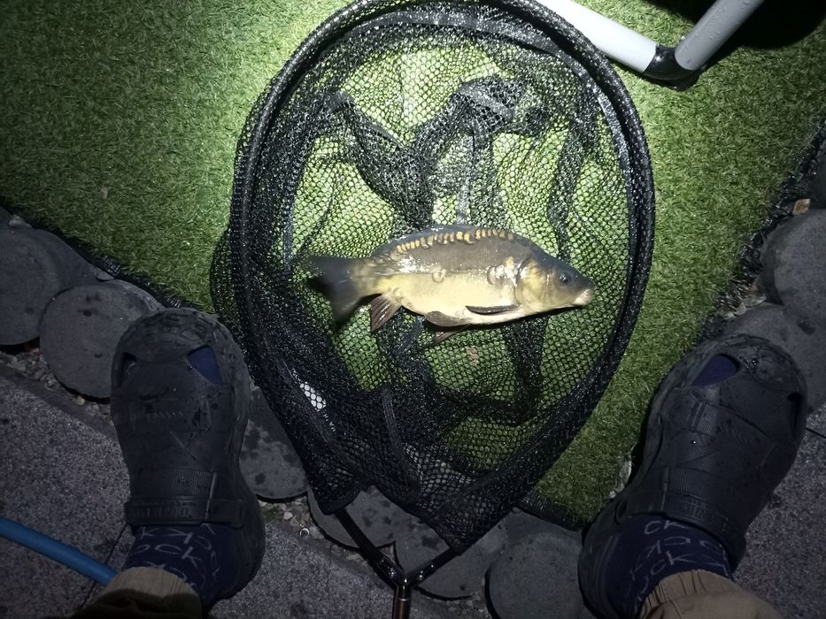 Puiet crap oglindă și Salonta peste