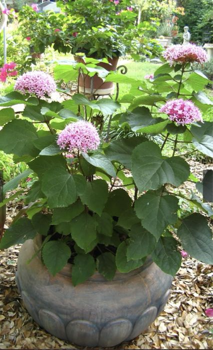 Гортензия Цветы Клеродендрум Бунге