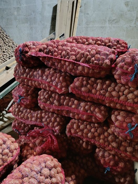 Cartofi samanta bellarosa