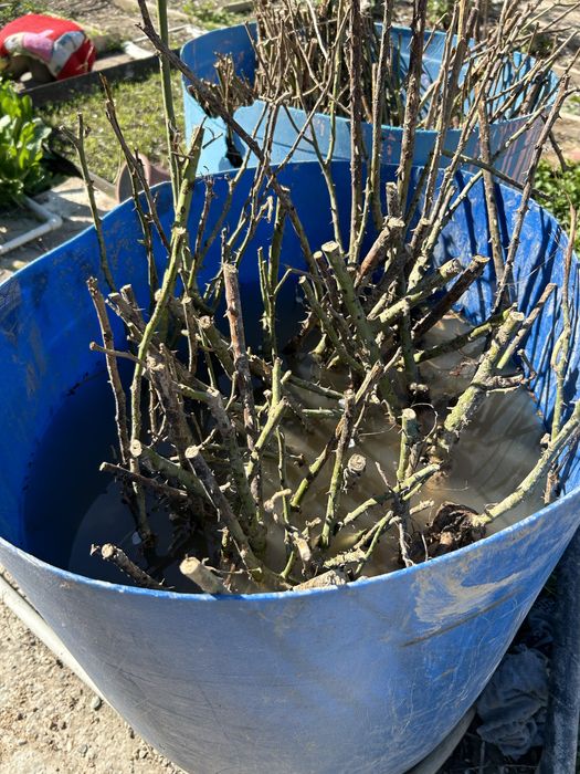 Роза гүл көшеті сатылады бағасы 500тг