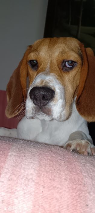 Cățel beagle mascul