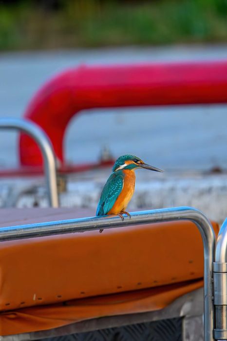 Tamron 150 600 g2 Nikon