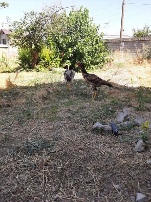 Bobo tovuqla sotiladi