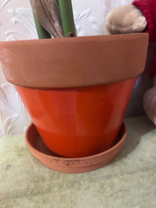 Замиокулькас(долларовое дерево) на подарок.