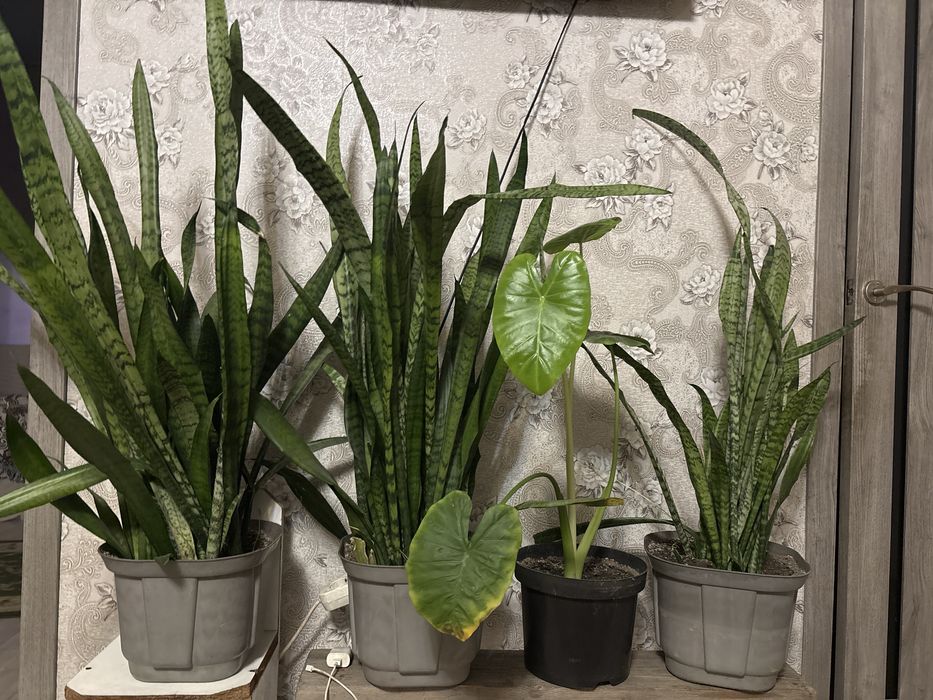 Комнатные растения