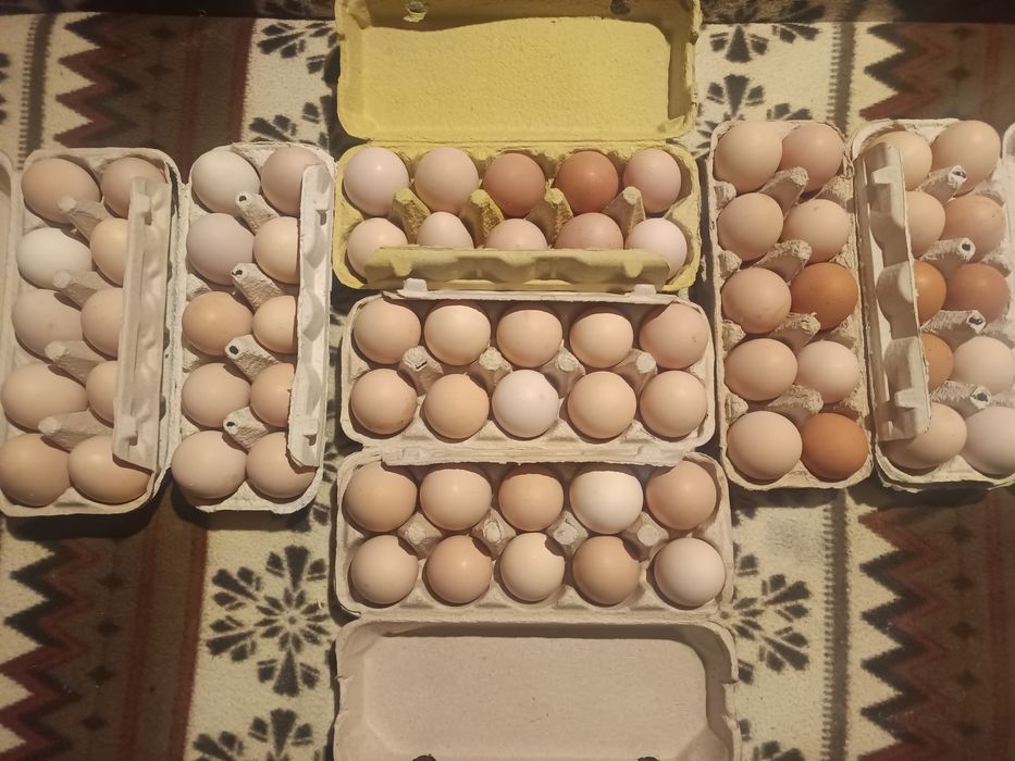 Vând oua de găină astrolop negru