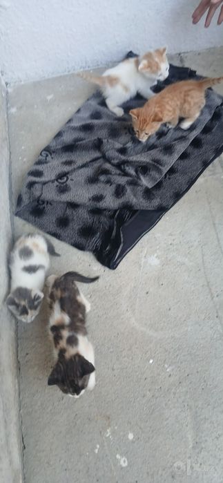 Котята 4 штук бесплатно. 1.5 месячные. Домашние. Чистые.