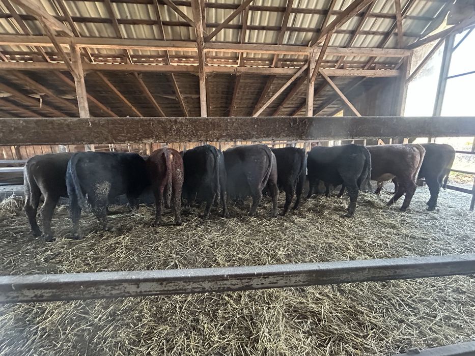 20 de taurasi angus ,vitei ,tauri