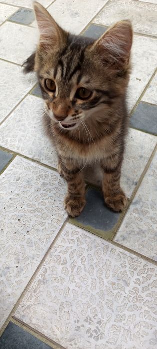 Домашний котёнок