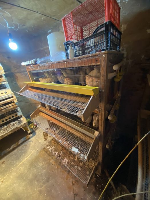 Бодене клеткамен