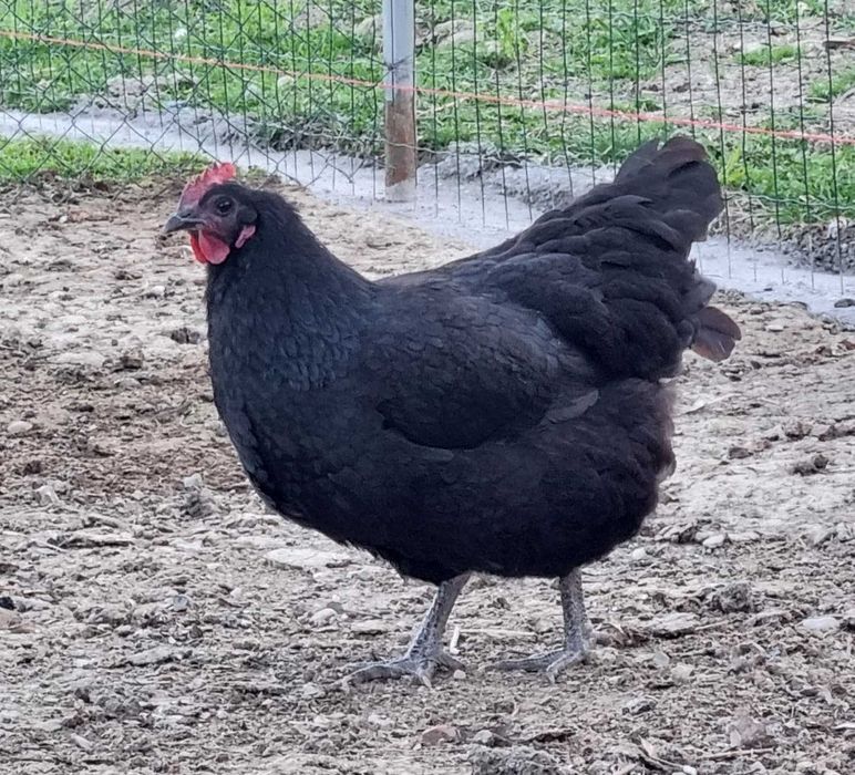 Ouă austrolup de vânzare