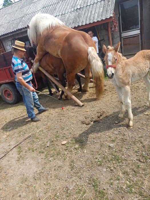 Vând iapă de 7 ani gestanta