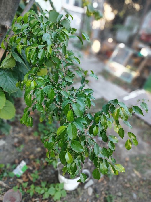 Продам цветы разные