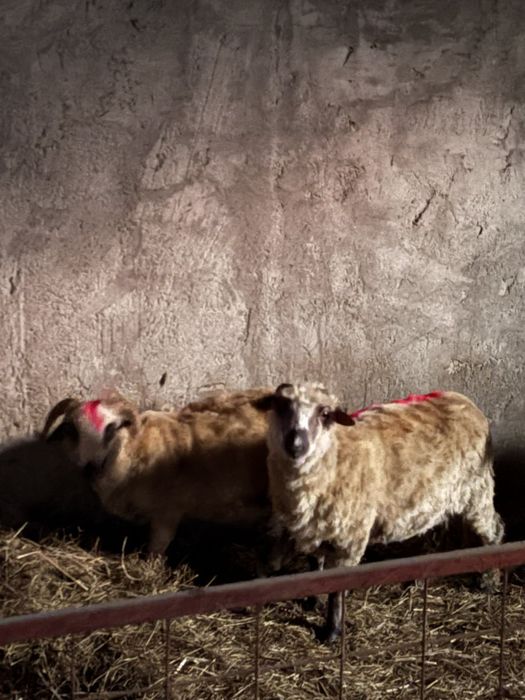 De vânzare o oaie si un berbec