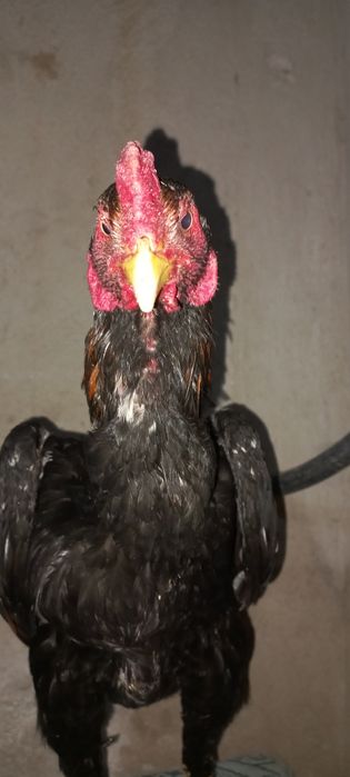 Дакан джужик месяц май