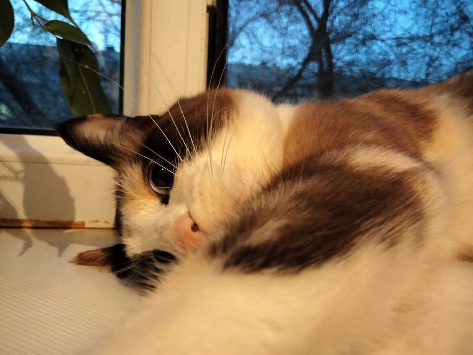 Кошка в добрые руки